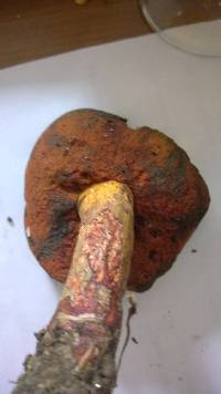 Boletus subluridellus image