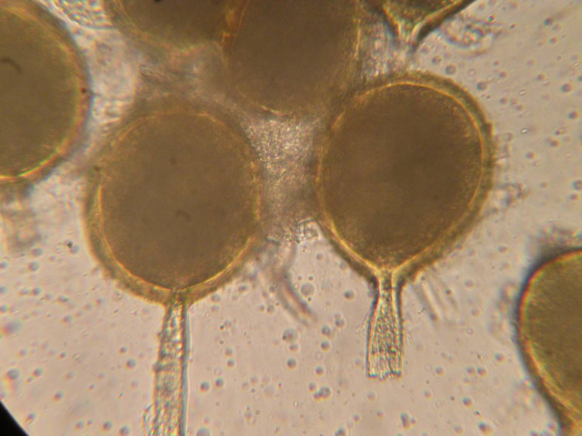 Rhizophagus fasciculatus image