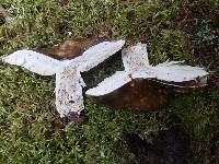 Russula adusta image