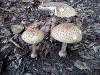 Amanita amerirubescens image