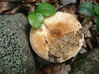 Russula compacta image