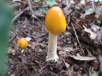 Amanita banningiana image