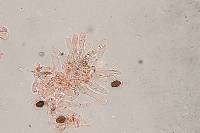 Panaeolus cinctulus image