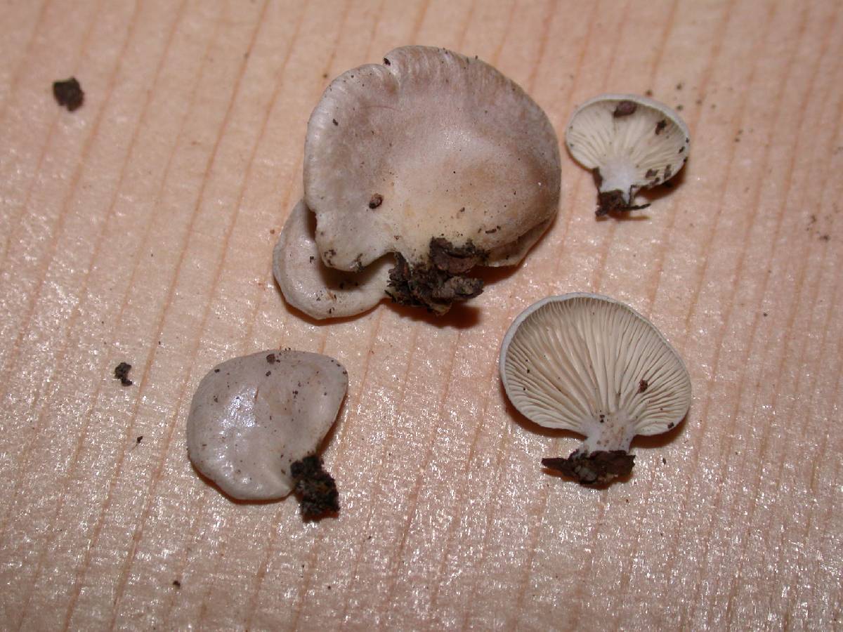 Panellus mitis image