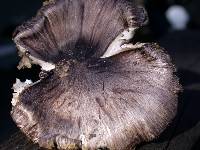 Tricholoma griseoviolaceum image