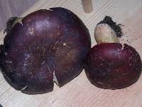 Russula xerampelina image