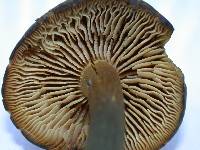 Callistosporium luteo-olivaceum image