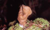 Gyromitra infula image