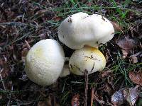 Hygrophorus chrysodon image