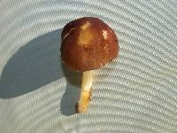 Pluteus romellii image