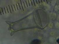 Pluteus similis image