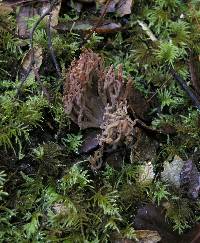 Ramaria violaceibrunnea image