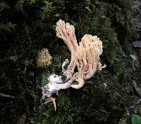 Ramaria formosa image