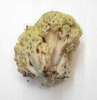 Ramaria rubiginosa image