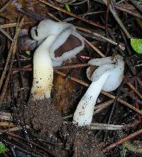 Helvella compressa image