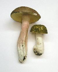 Russula olivacea image