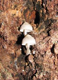 Mycena laevigata image