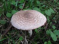 Agaricus hondensis image