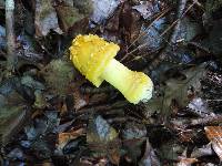 Amanita flavorubens image