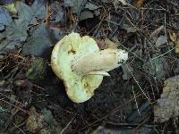 Boletus variipes image