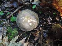 Russula variata image