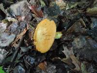 Boletus subglabripes image