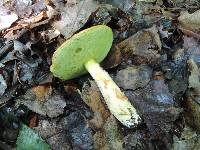 Boletus subglabripes image