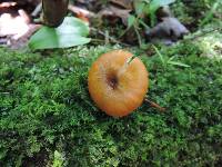 Entoloma formosum image