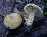 Lactarius luteolus image