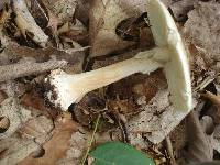 Amanita brunnescens image