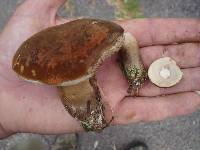 Tylopilus ferrugineus image