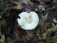 Clitopilus prunulus image