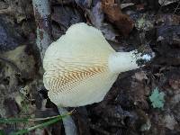 Lactarius maculatipes image