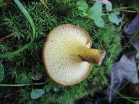 Boletinellus merulioides image
