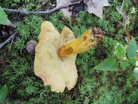 Boletus roxanae image