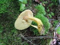 Boletus roxanae image