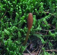 Elaphocordyceps ophioglossoides image