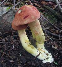 Boletus miniato-olivaceus image