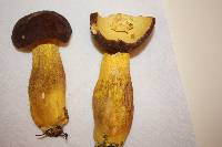 Boletus auripes image