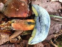 Boletus luridiformis image