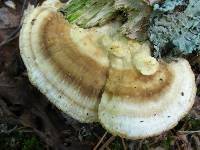 Trametes pubescens image