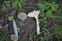 Amanita farinosa image