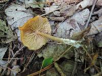 Entoloma formosum image