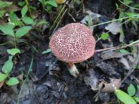 Boletus chrysenteron image