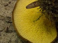 Boletinellus merulioides image
