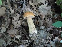 Boletus chippewaensis image