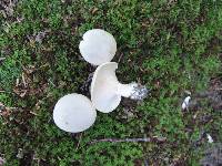 Clitocybe rivulosa image