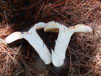 Russula cyanoxantha image