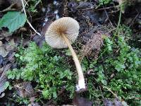 Entoloma strictipes image