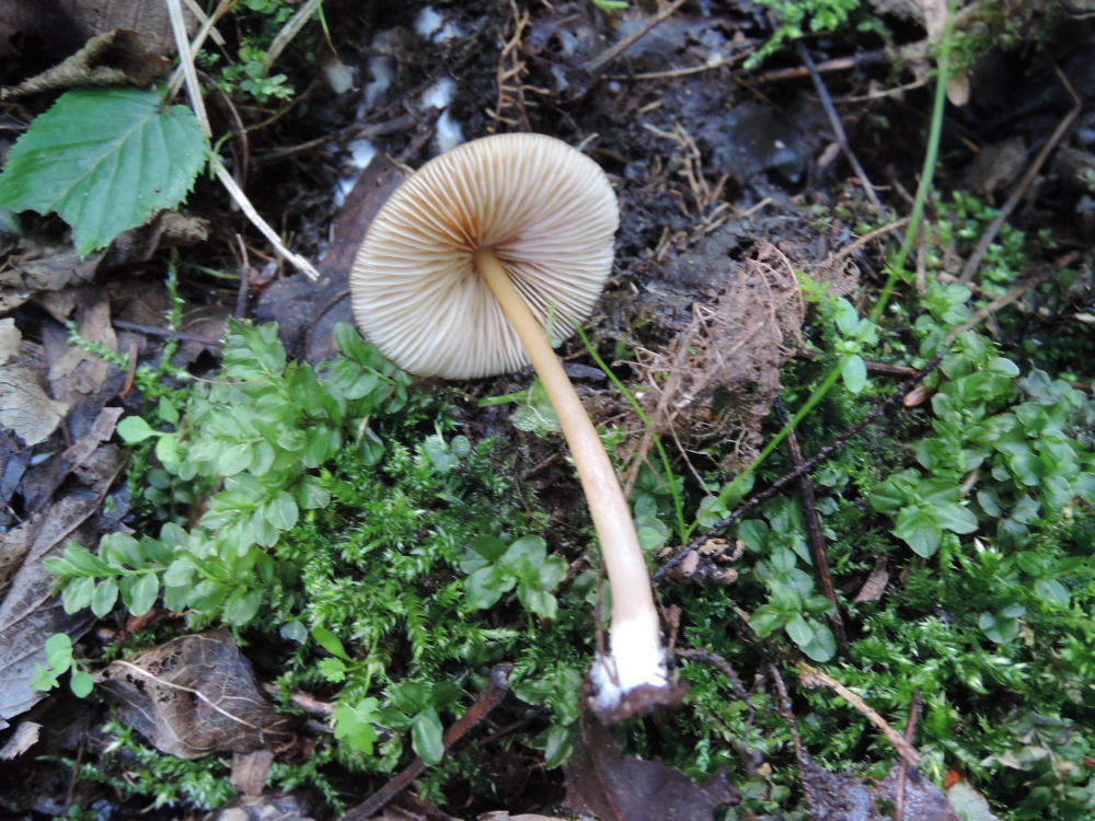 Entoloma strictipes image